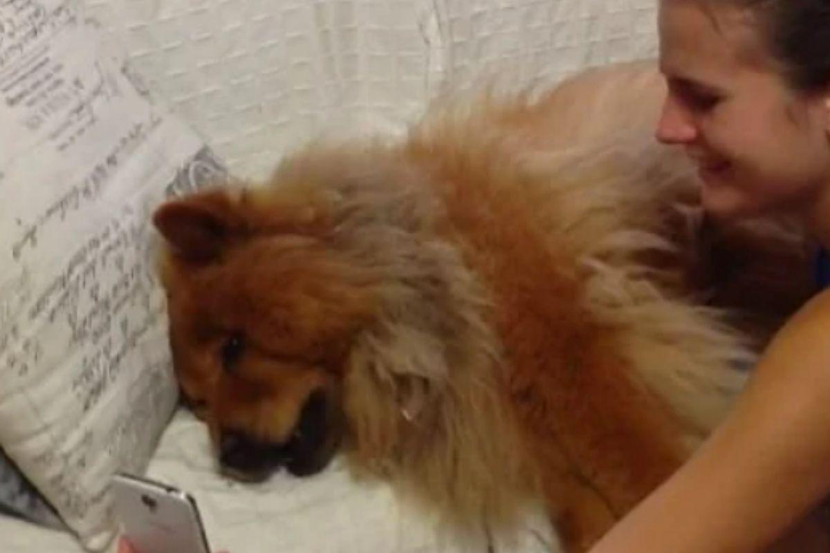 Cachorro sente falta da dona ao ouvir a voz dela