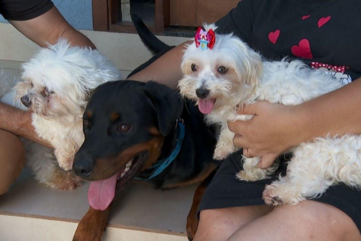 O reencontro do rottweiler com os malteses