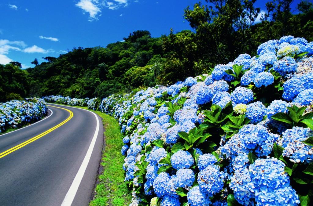 Impossível não se encantar com a flor que é símbolo de Gramado
