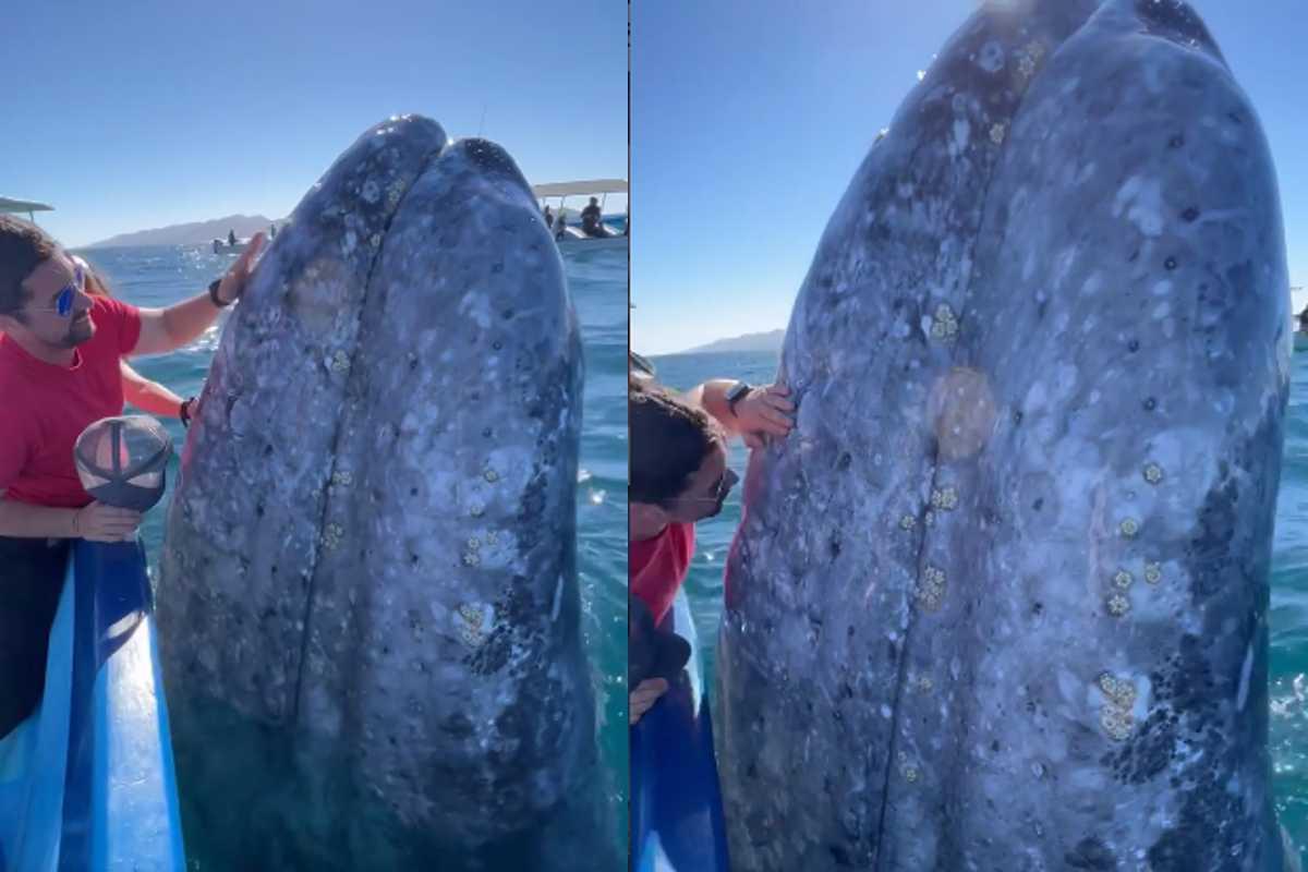 Vídeo de baleia interagindo com turistas no México faz sucesso