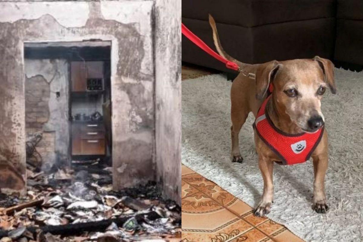 O cachorro chamou a cuidadora assim que viu o fogo