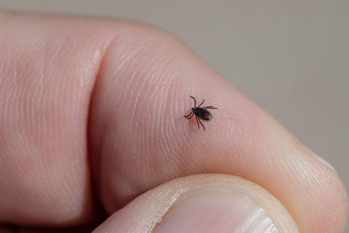Carrapato que pode causar febre maculosa