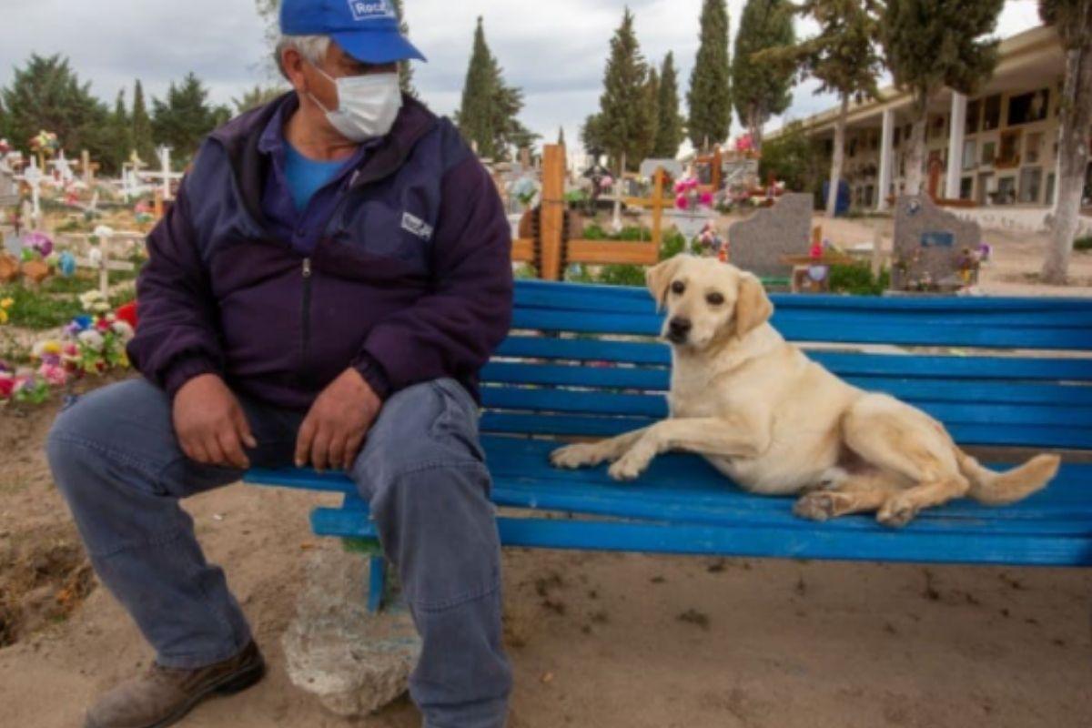 Cão acompanha túmulo de dono por três anos em cemitério na Argentina