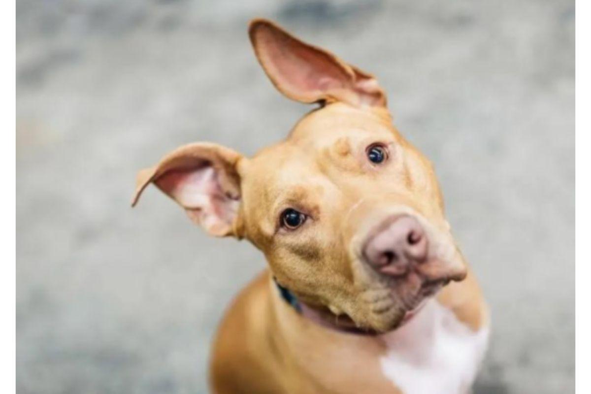 Cachorra é abandonada em meio a tempestade de neve e tem reviravolta emocionante