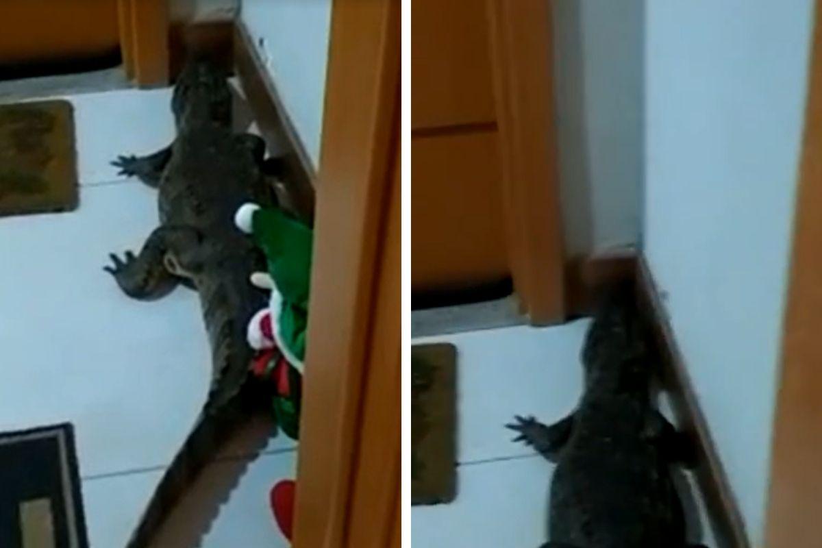 Homem sai para passear com cachorro e encontra jacaré na porta do apartamento