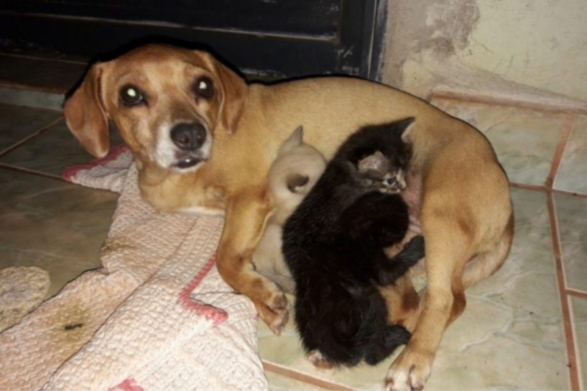Cachorra adota 3 filhotes de gato