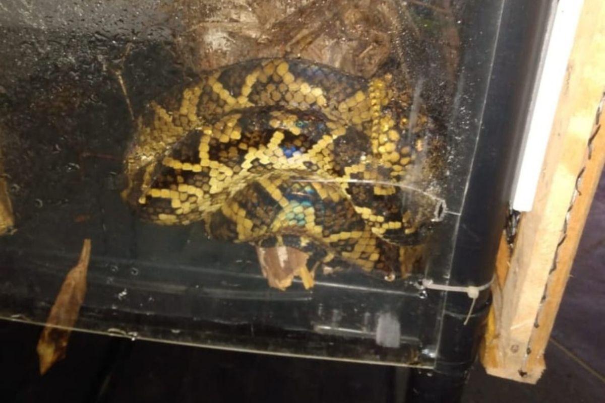 A cobra rara é a terceira encontrada desde 2017