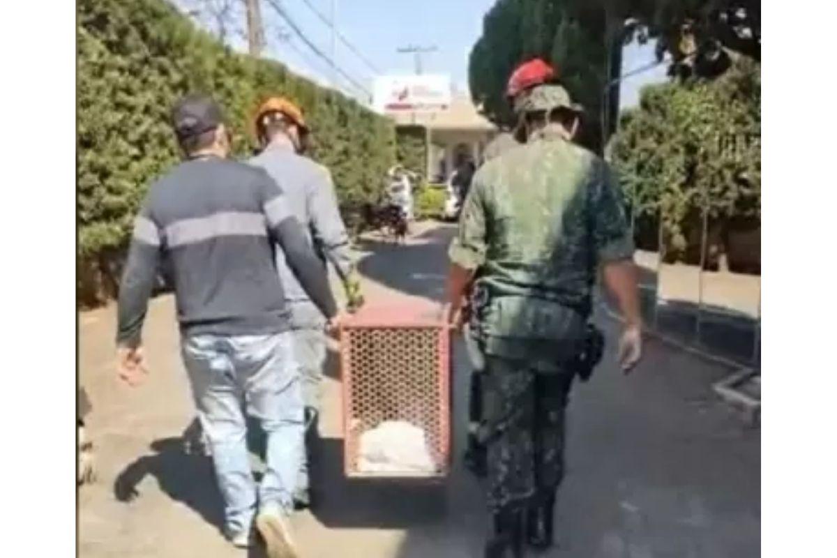 A Polícia Ambiental e o Corpo de Bombeiros resgataram a onça-parda