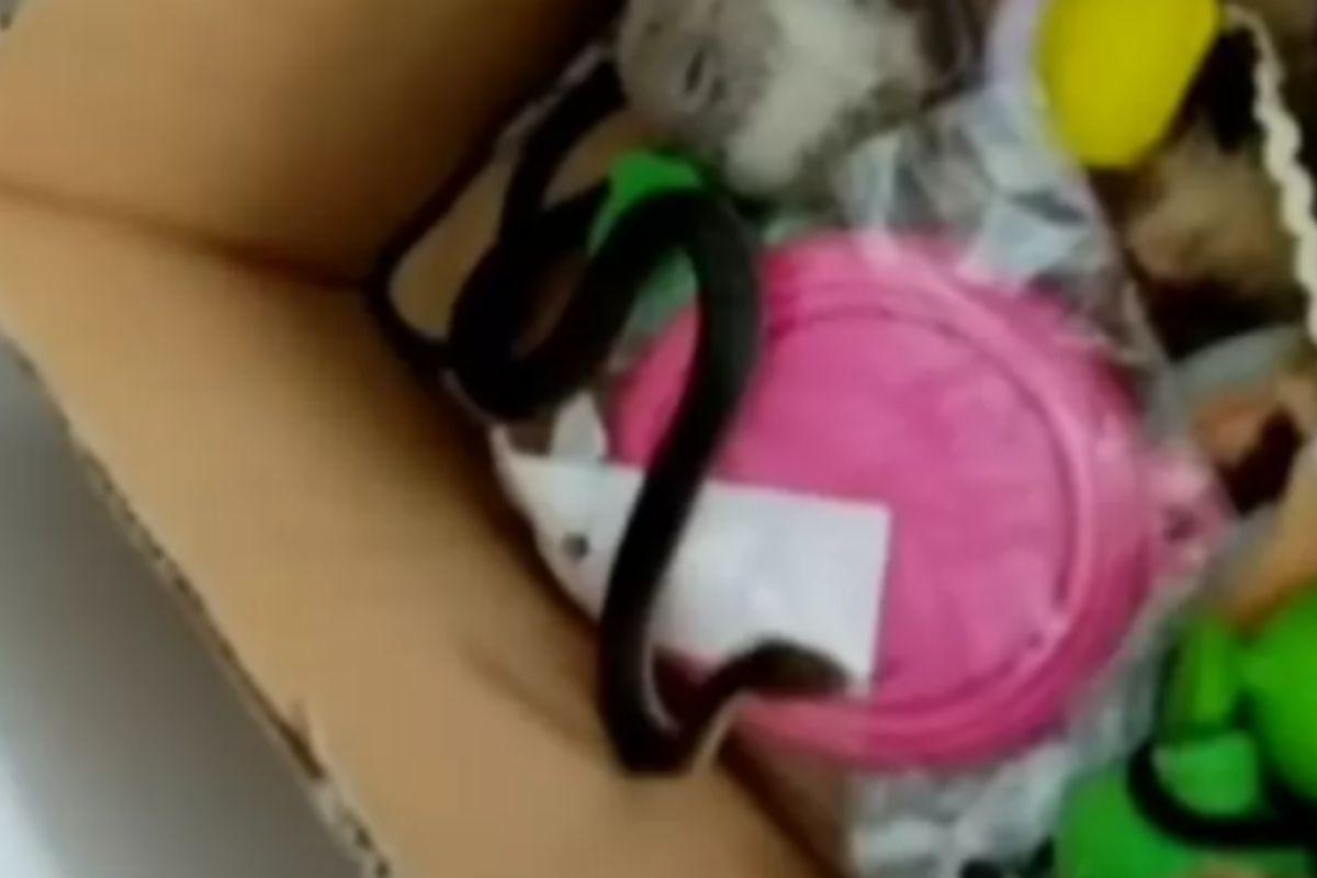 Mãe encontra cobra nos brinquedos da filha