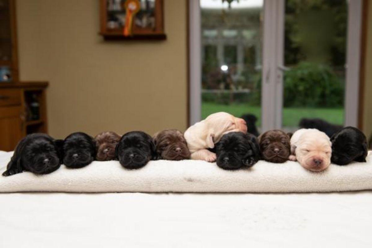 O caso da labradora com filhotes de cores diferentes foi considerado raro