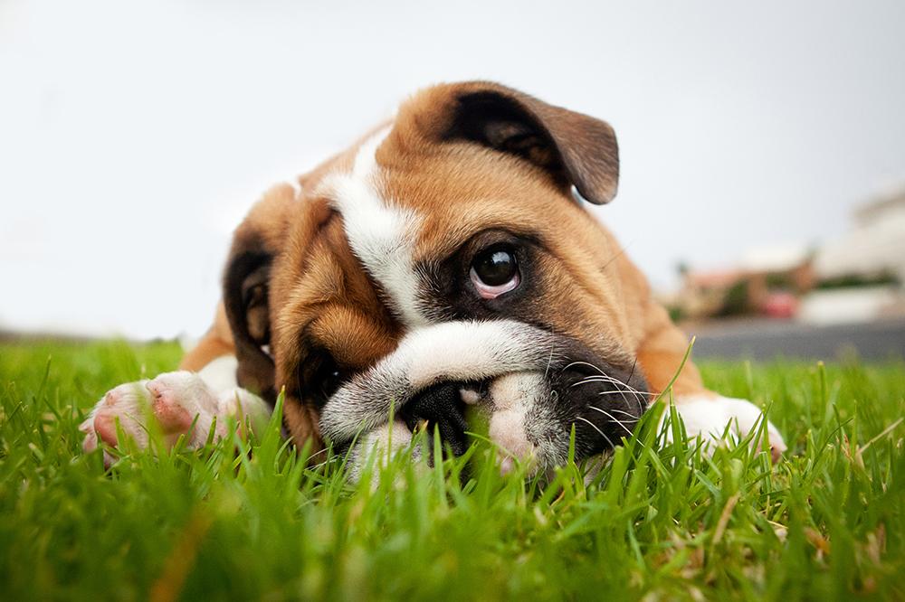 shutterstock_147390086_OK