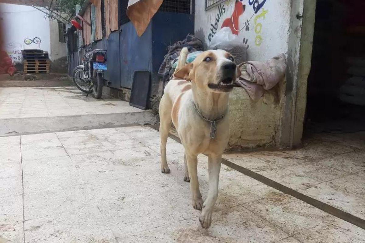 Cachorro Arafa, regatado pelo ativista Ahmed