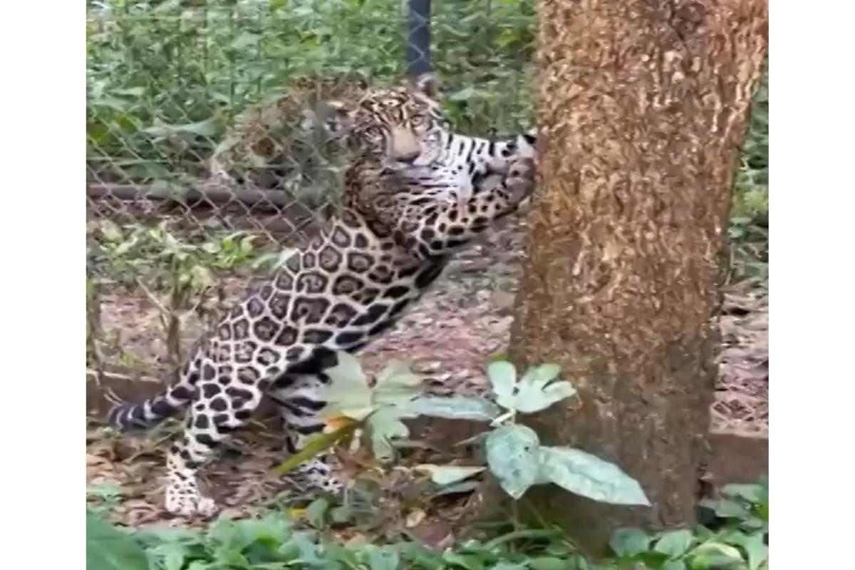 Família que criou onça-pintada como animal de estimação leva animal para instituto