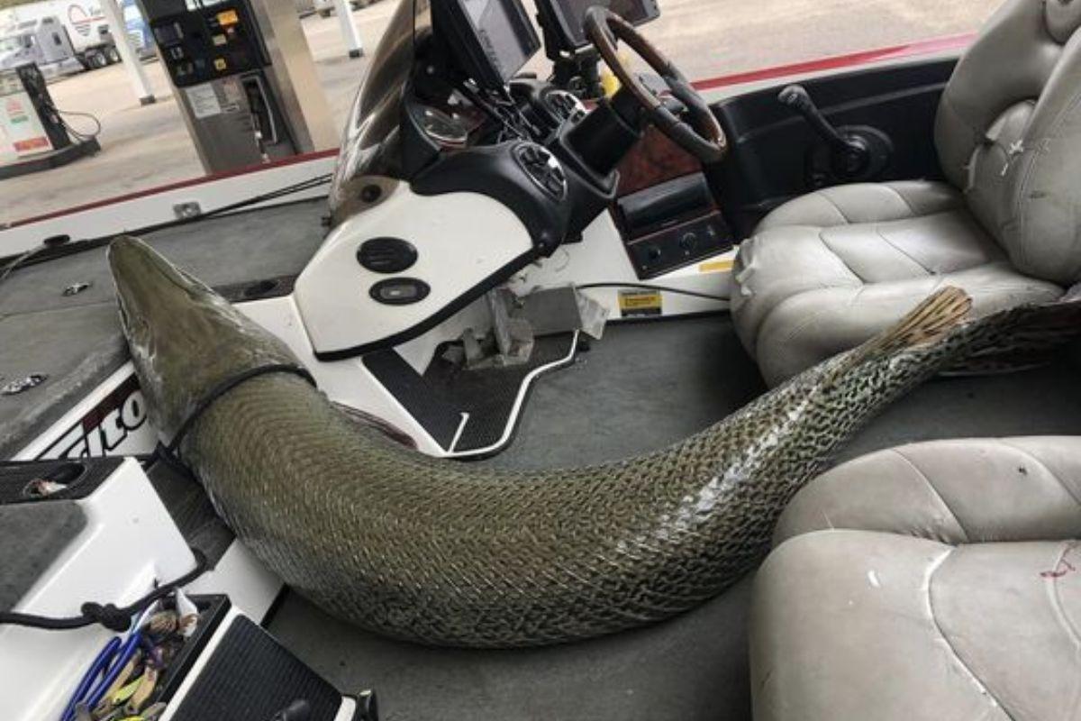 Peixe raro