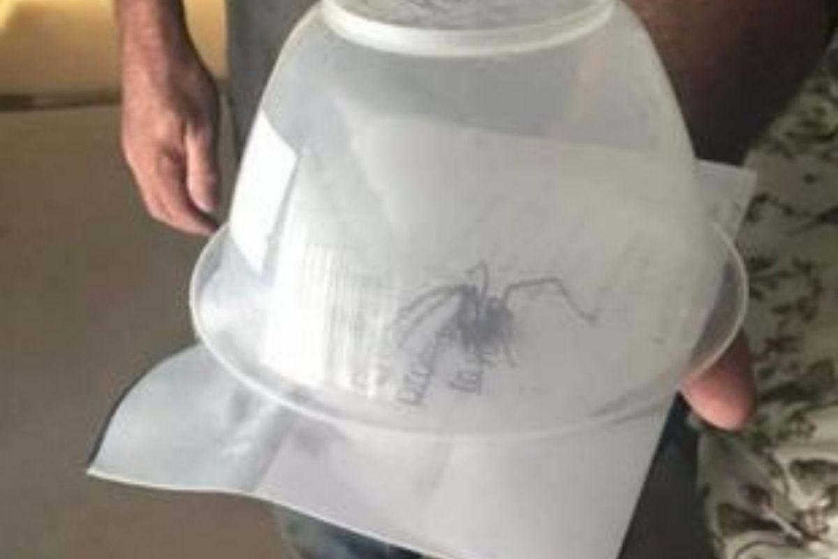 Aranha do tamanho de um rato