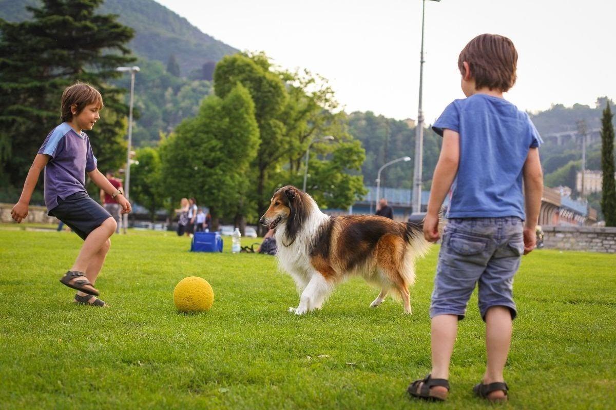 Espanha aprova lei que considera animais domésticos como parte da família