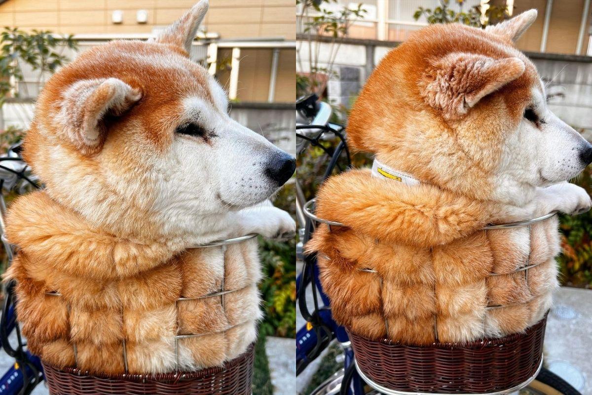 Muitos disseram que o cachorro parecia um pão por causa do corpo