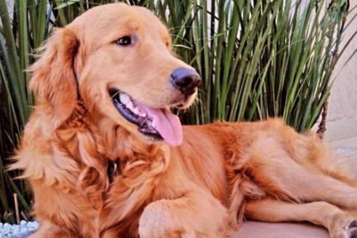 Churros Golden Retriever, cachorro morto por tiro de policial, policial mata cachorro na frente de crianças, cachorro morto por tiro de policial, golden retriever morto por policial na frente de crianças, policial mata golden retriever