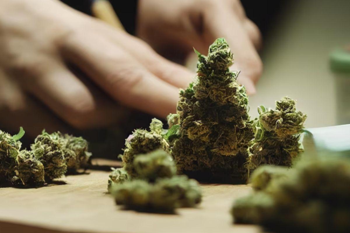 Anvisa proíbe importação de cannabis in natura, mesmo se for para uso medicinal. Na indústria farmacêutica, o cannabis é usado como analgésico, sedativo e anticonvulsivo no tratamento de doenças como esclerose múltipla, epilepsia, Parkinson, esquizofrenia e dores crônicas, entre outras.