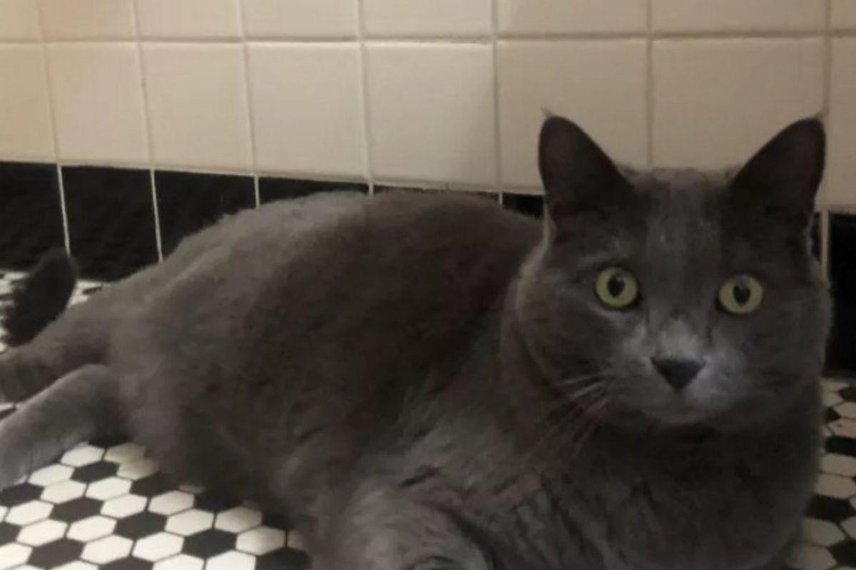 Gato é reencontrado após donos se mudarem para outro lado do país