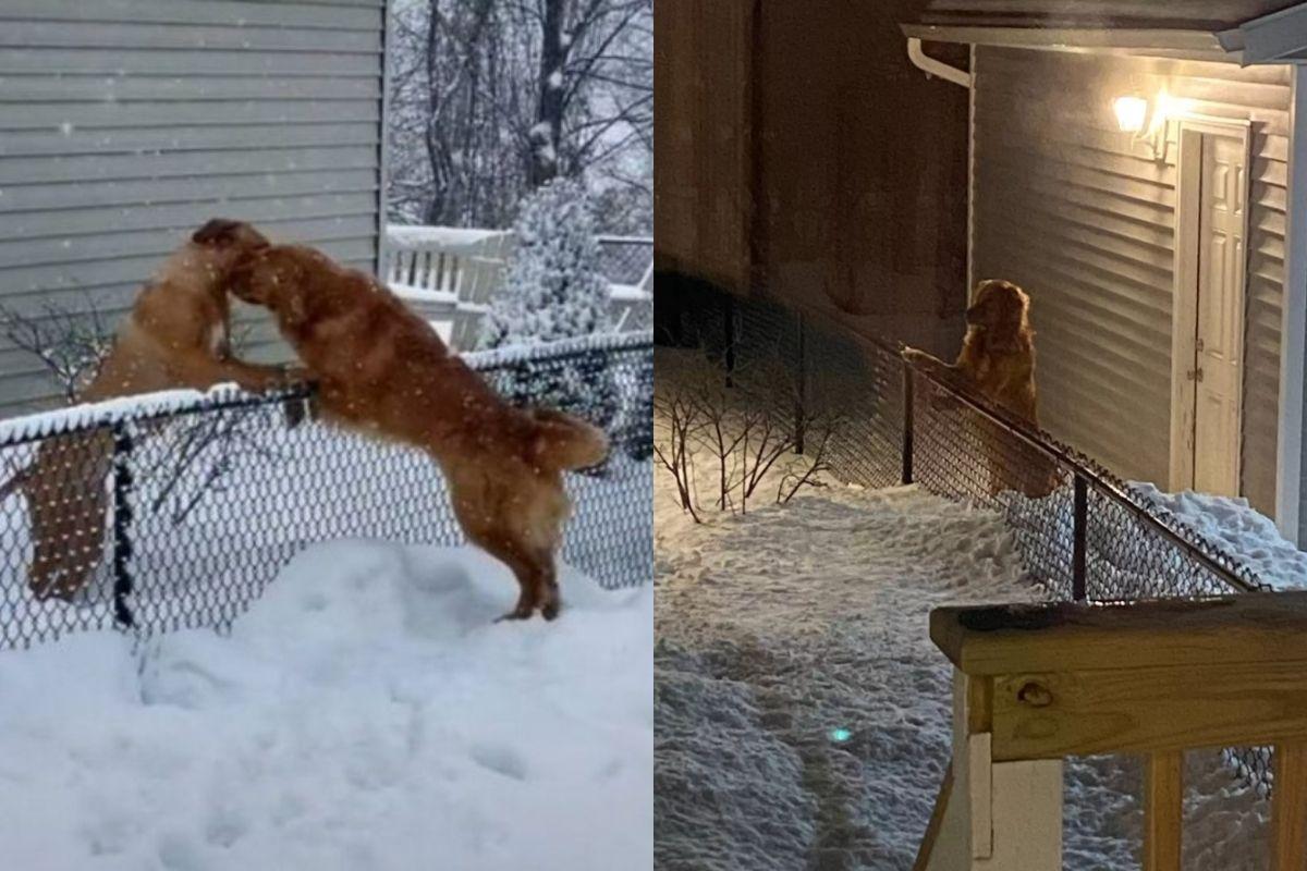 Os cachorros viraram melhores amigos mas a neve atrapalhou eles