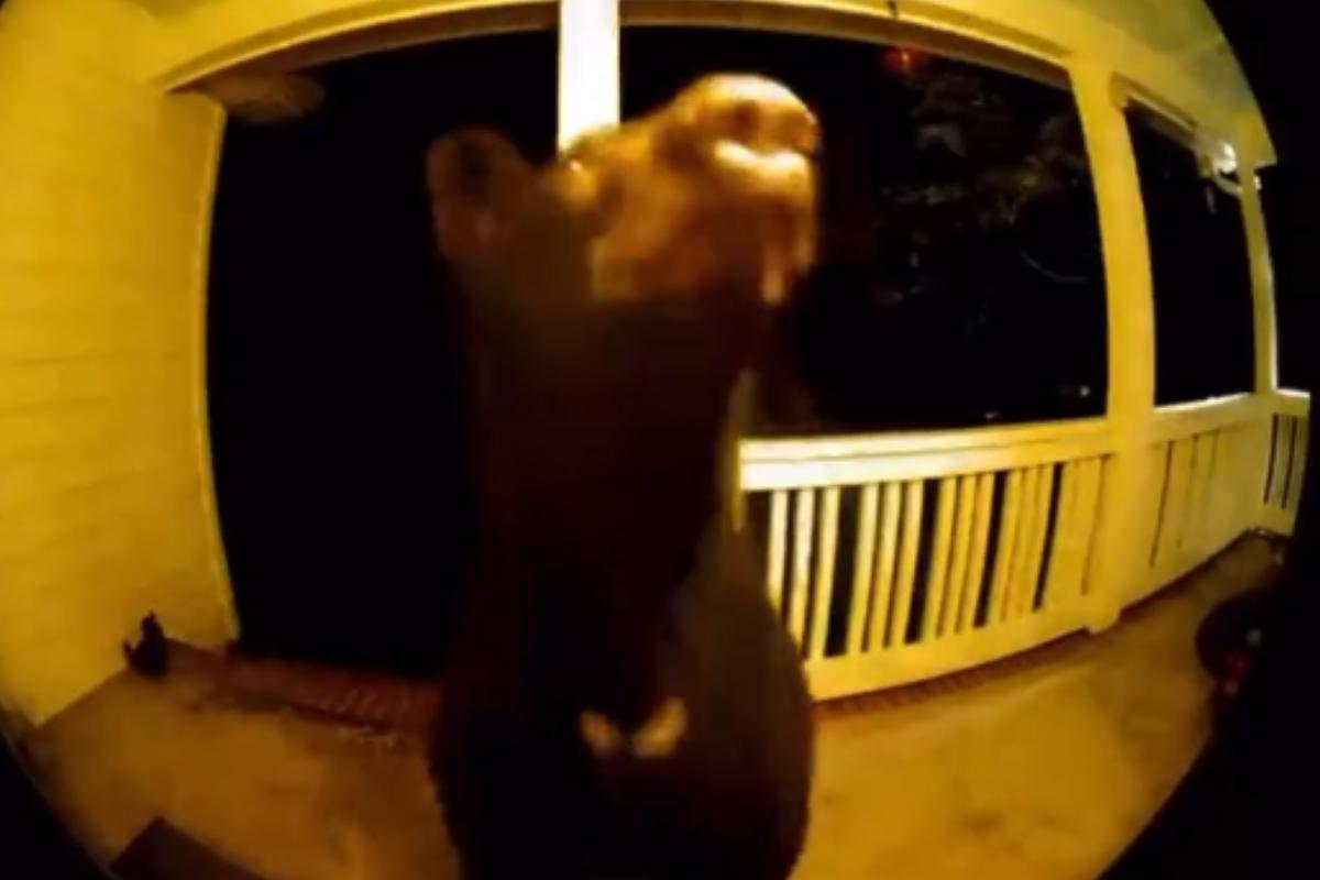 Moradora conta que o animal costuma percorrer o bairro com bastante frequência (Foto: reprodução/Twitter/@codyalcorn)