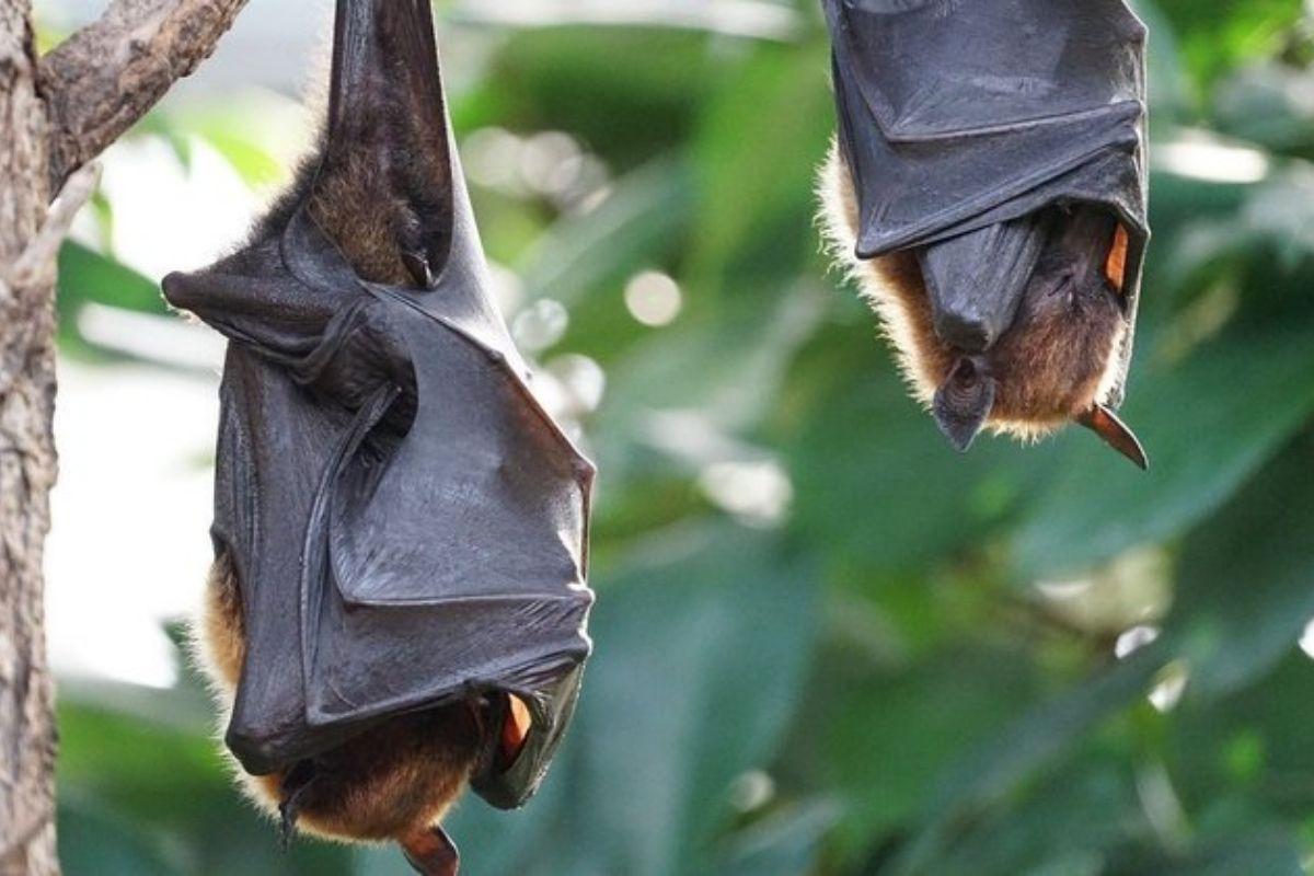 Morcegos são hospedeiros naturais de diversos coronavírus