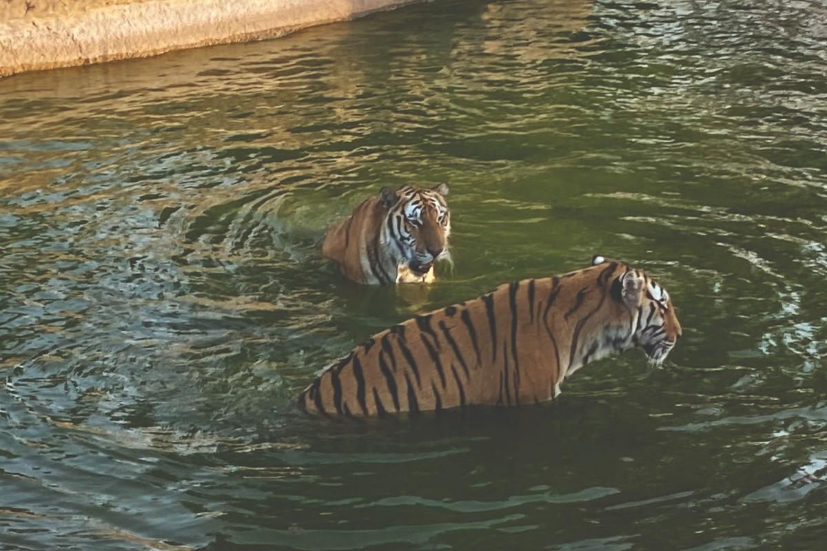 Tigres no Safari