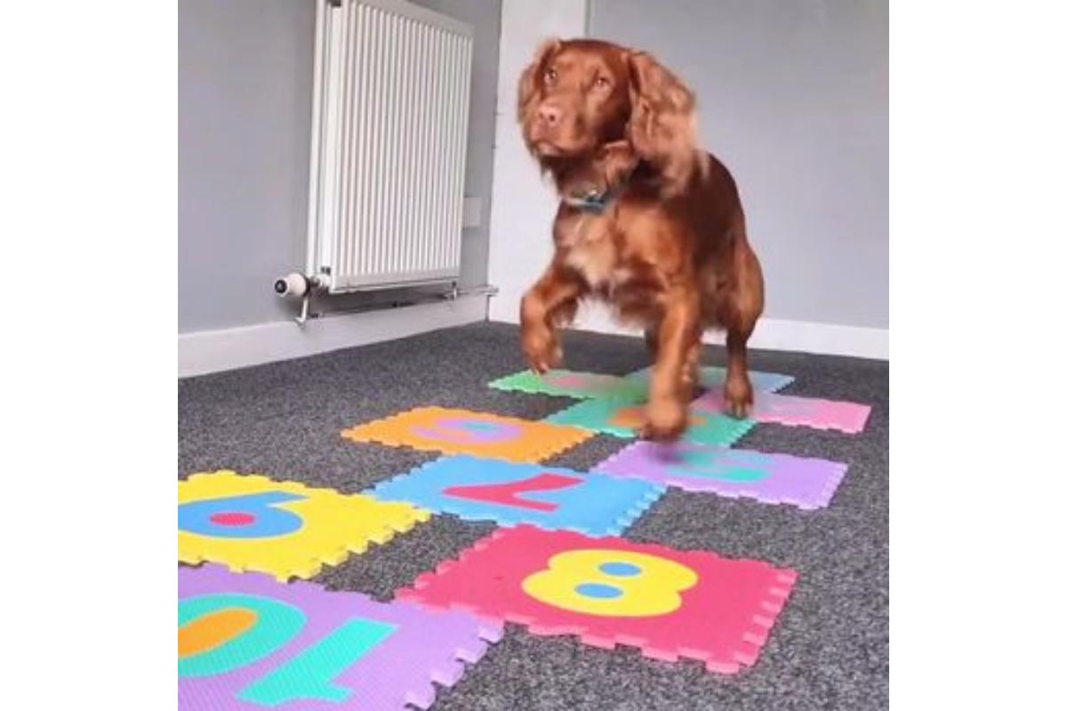 Cachorro aprende pular amarelinha e surpreende a internet