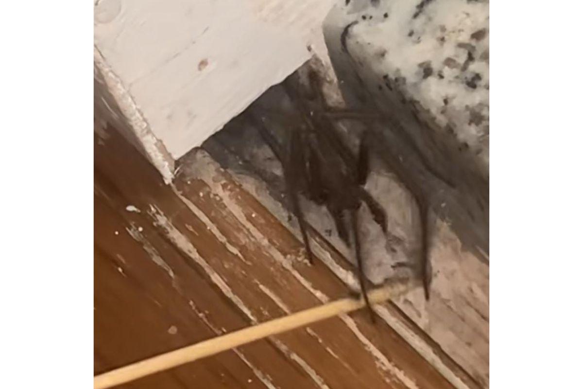 Aranha gigante na sala de casa