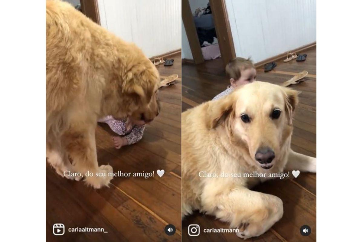 Mike é um golde retriever que foi resgatado pela família após sofrer maus tratos