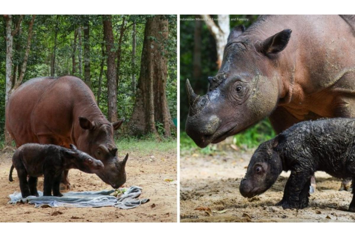 Rinoceronte dá a luz à um bebê da espécie