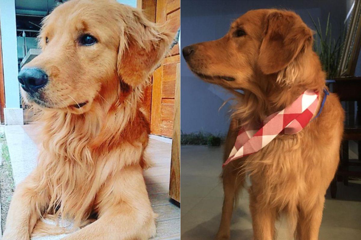 Churros Golden Retriever, cachorro morto por tiro de policial, policial mata cachorro na frente de crianças, cachorro morto por tiro de policial, golden retriever morto por policial na frente de crianças, policial mata golden retriever