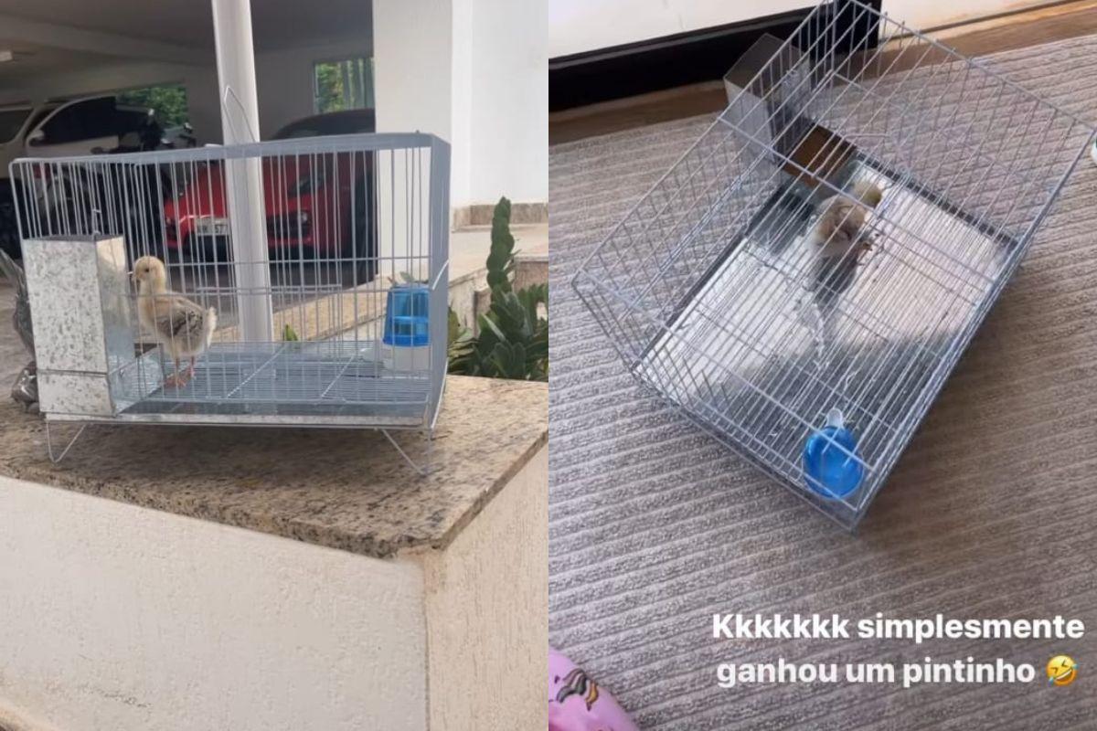 Maria Alice ganhou o pintinho da avó Poliana Rocha