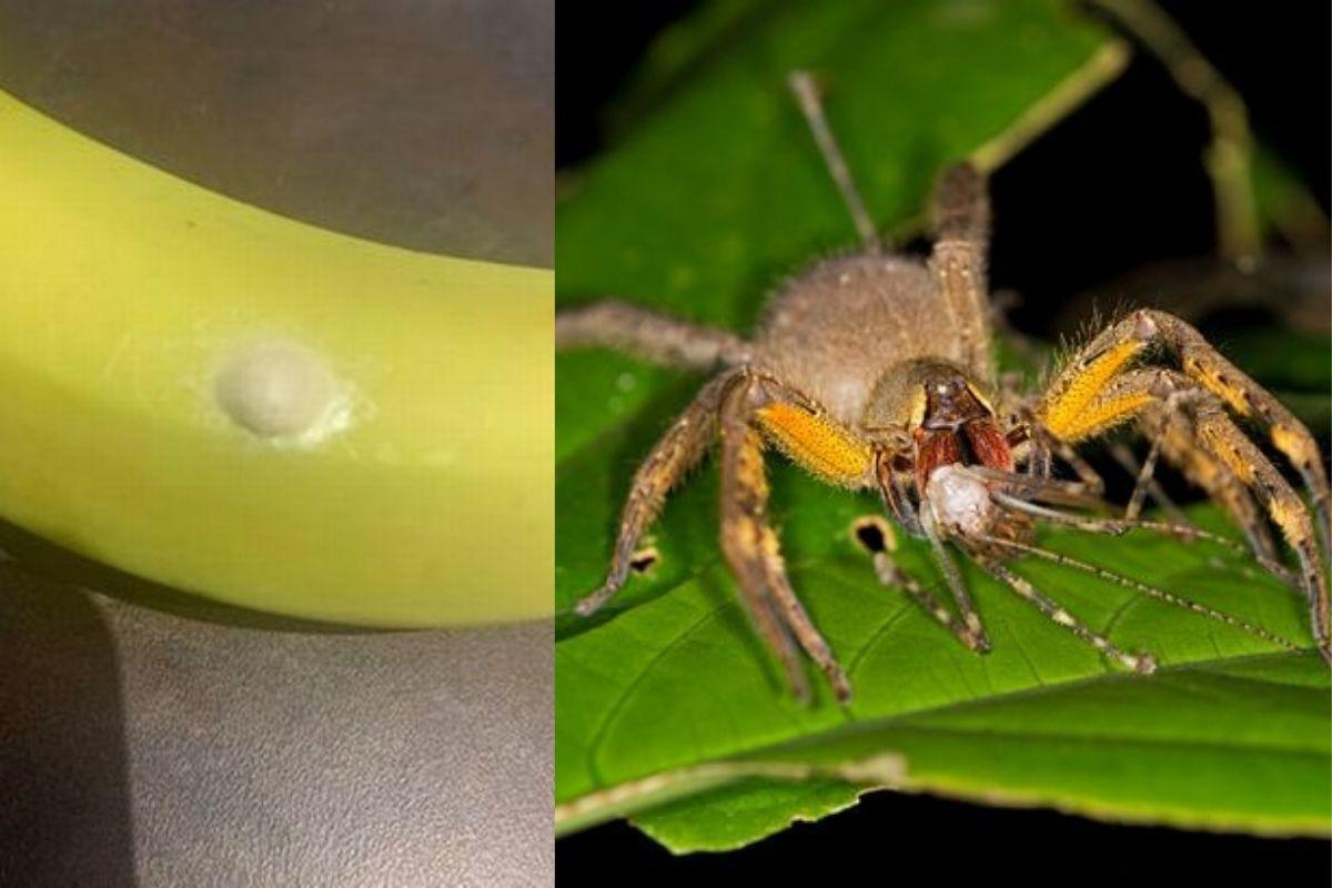 Aranha errante brasileira é extremamente venenosa