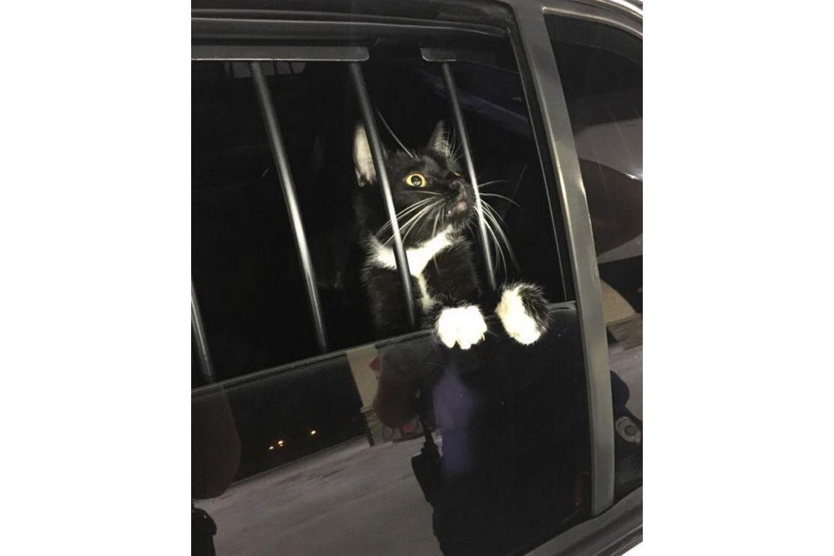 O gato foi "pego em flagrante" pelos policiais