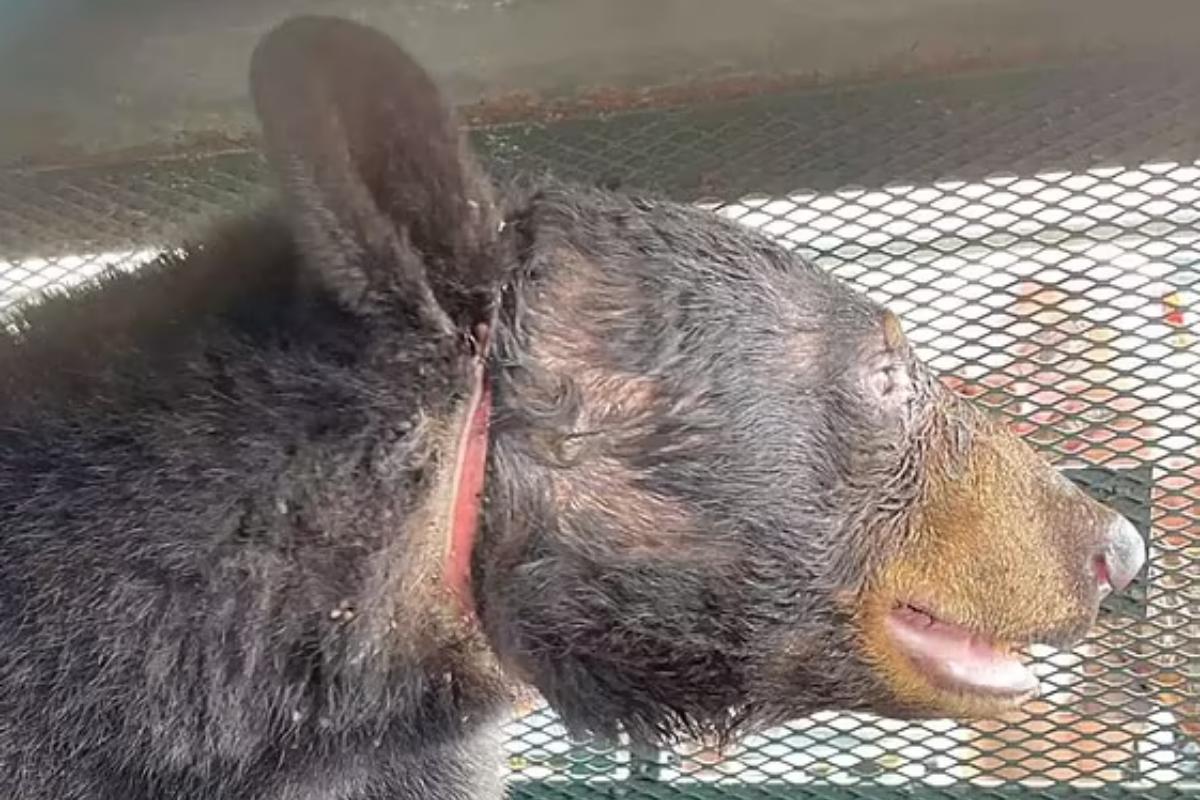 A ursa ficou com a cabeça entalada durante 3 semanas