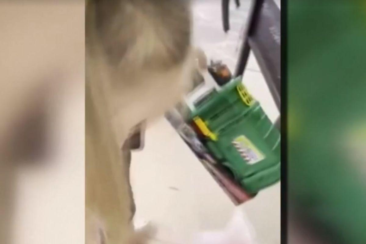 Menina de 3 anos ganha presente de lixeiro