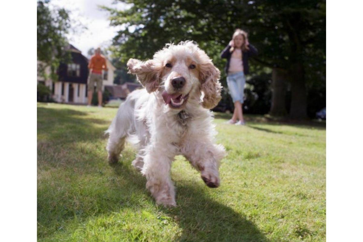 Cachorro Spaniel Palha