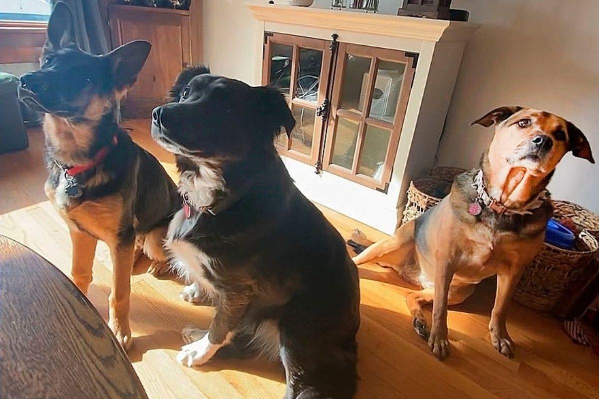 os cachorros foram salvos graças as crianças