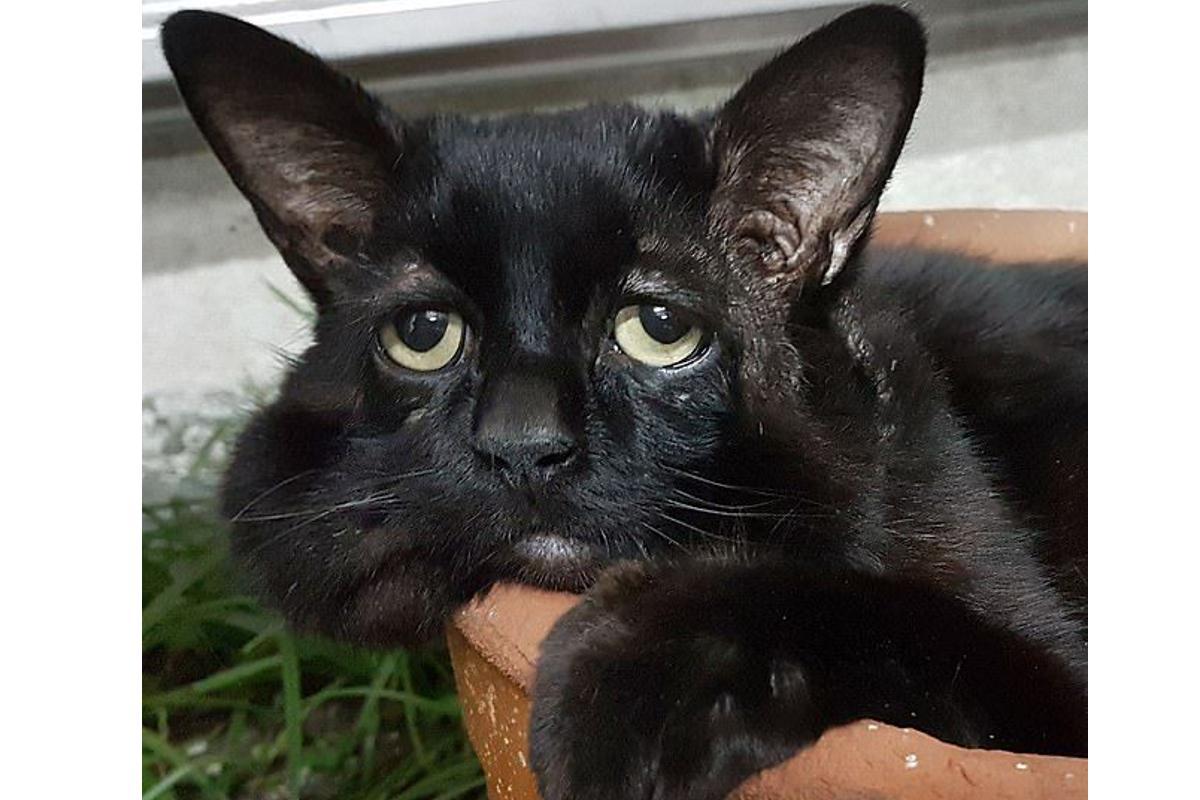 Sushi é conhecido como "gato mais triste do mundo" por causa de sua condição de pele rara