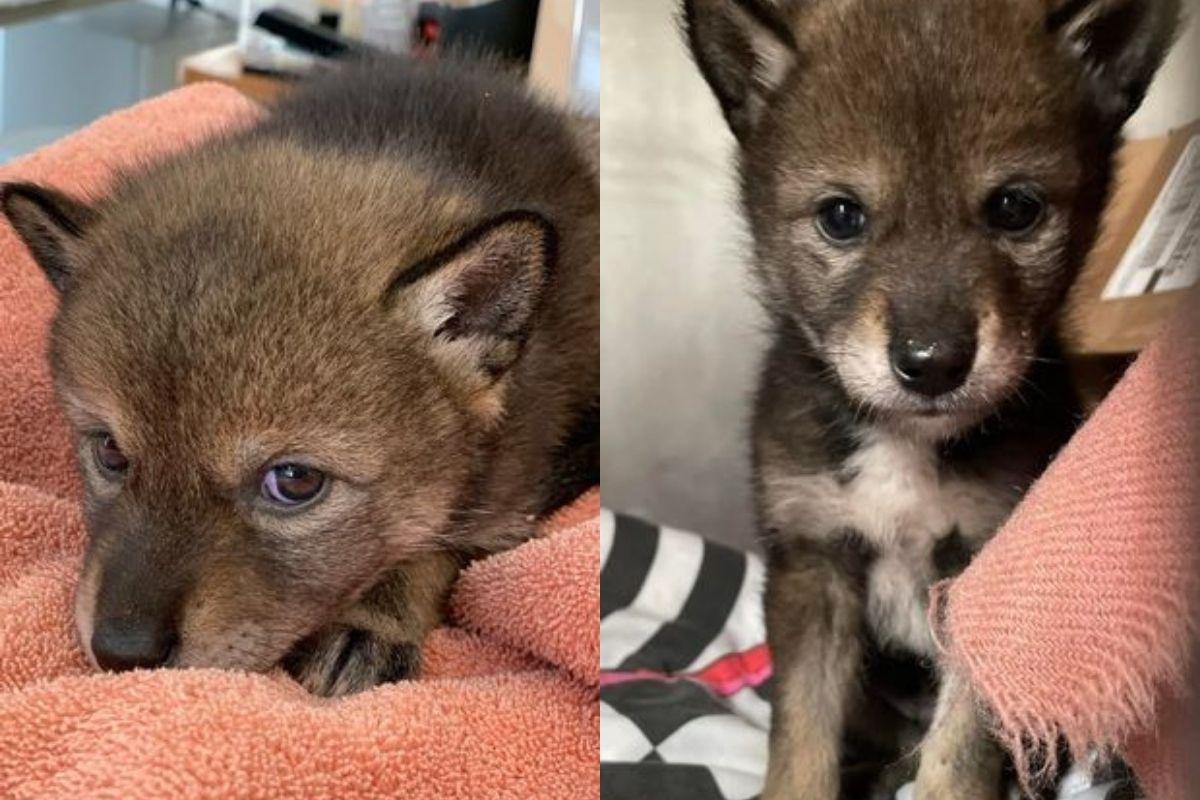 A família acreditava se tratar de um cachorro abandonado, mas era um coiote