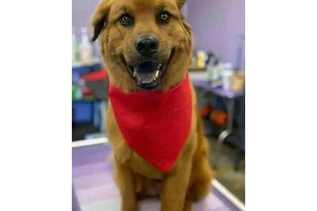 Até o cachorro da família foi encontrado