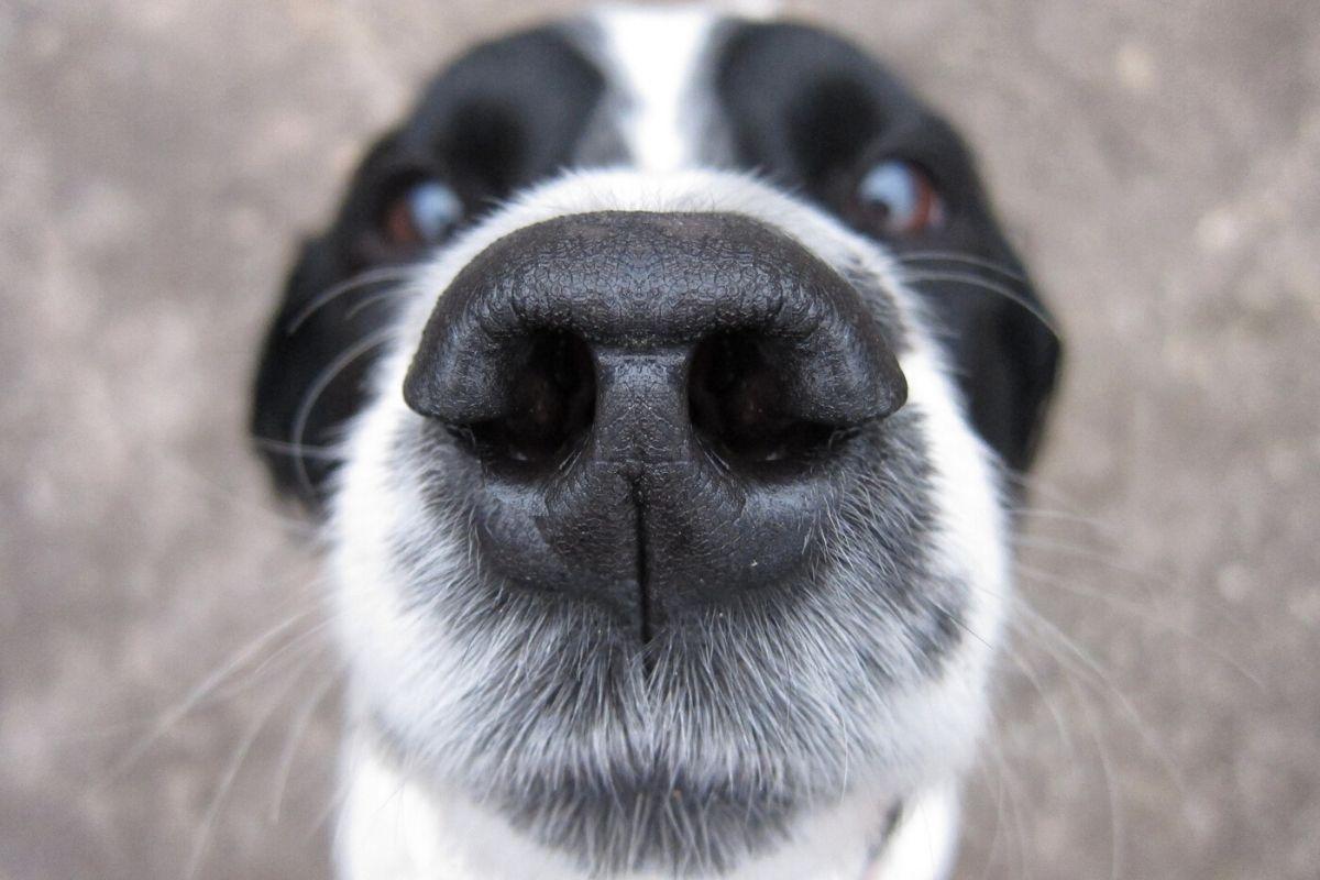 O cachorro precisava de uma cirurgia de emergência