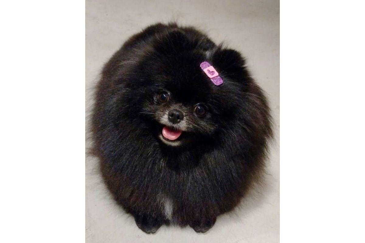 Cachorra da atriz Giovanna Antonelli