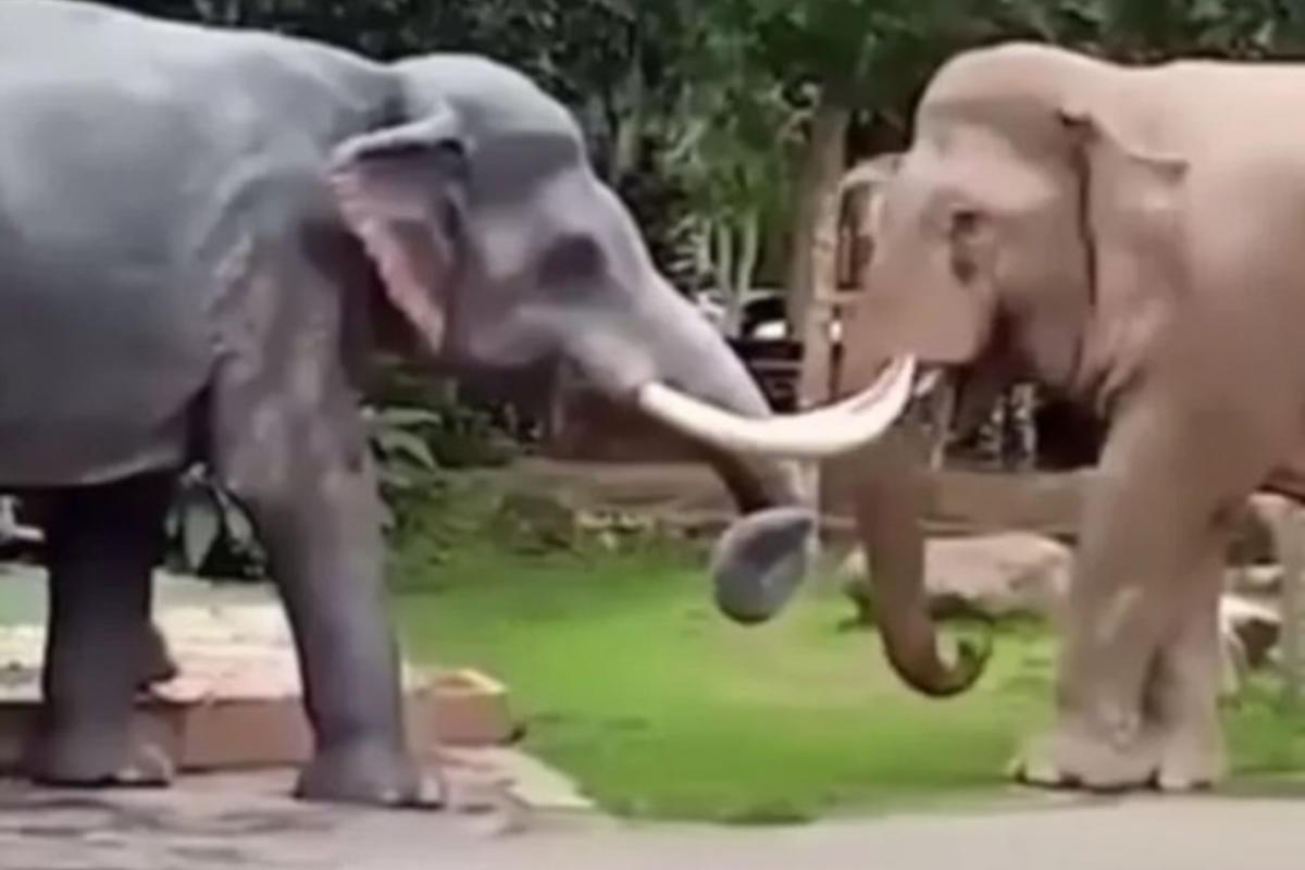O animal pisoteou mãe e filho recém-nascido