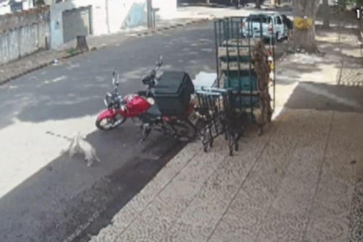 Cadela rouba pão em açougue