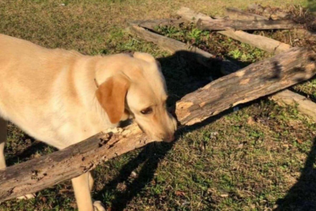 Cachorro dá presentes peculiares para a dona todos os dias