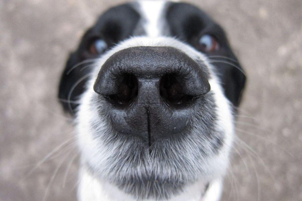 Pets reduzem o stress das crianças