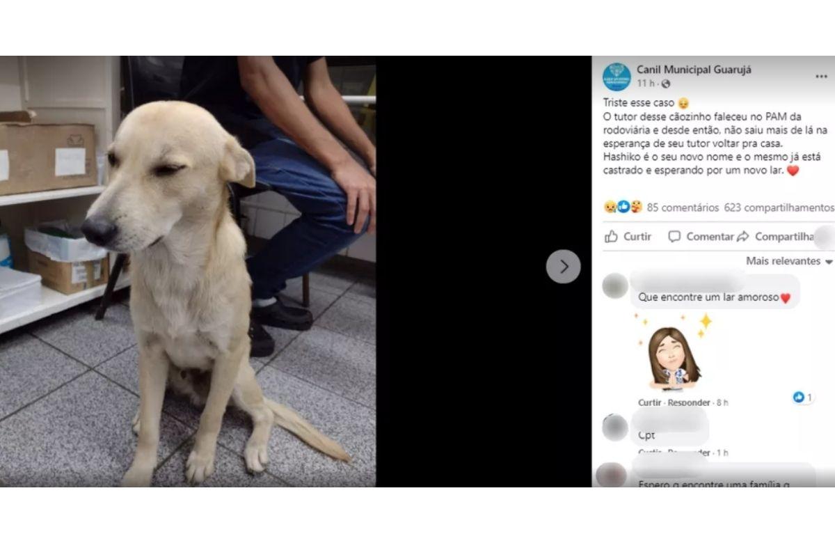 Cachorro fica esperando pelo dono falecido em frente ao Hospital no Guarujá